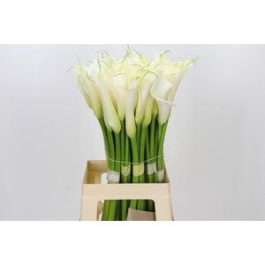 Zantedeschia Eydolls White