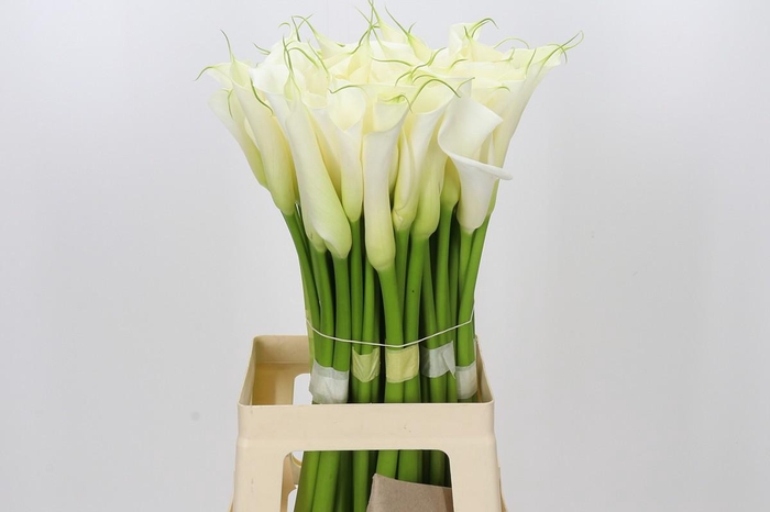 Zantedeschia Eydolls White
