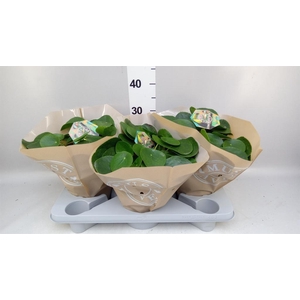 Pilea peperomioides