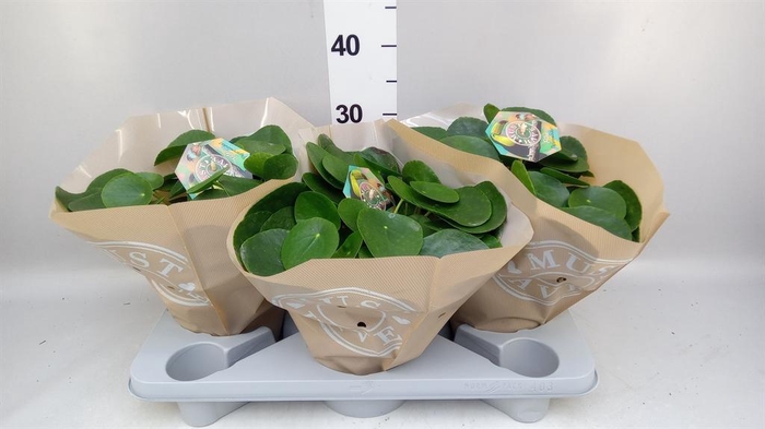 <h4>Pilea peperomioides</h4>