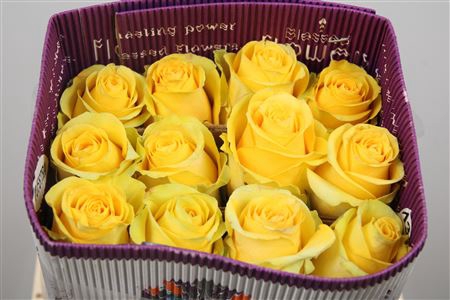 <h4>R Gr Brighton Ec</h4>