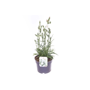 Campanula pers. Takion White
