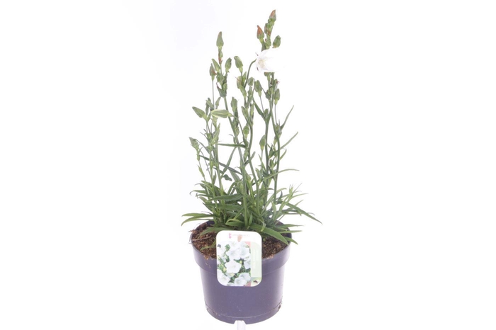 <h4>Campanula pers. Takion White</h4>