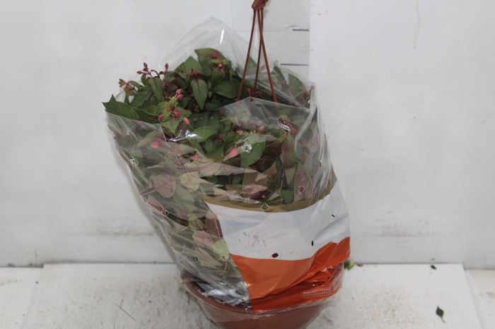 <h4>BRINCO DE PRINCESA C21</h4>