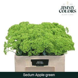 Sedum L55 Apple green