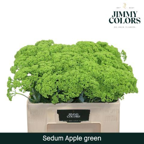 <h4>Sedum L55 Apple green</h4>
