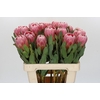 Protea Brenda