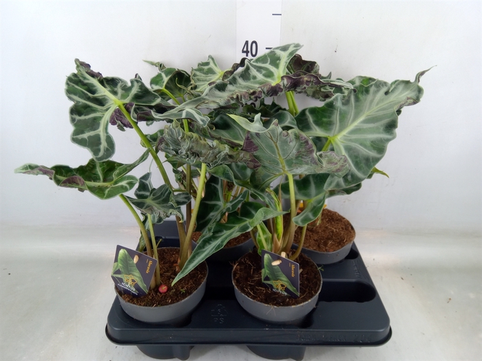 <h4>Alocasia   ...</h4>
