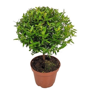 Myrtus Communis Stem