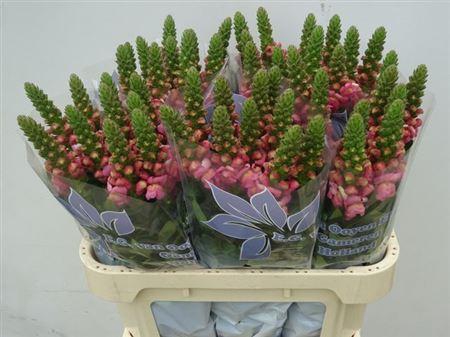 <h4>Antir Nl. Cool Rose</h4>