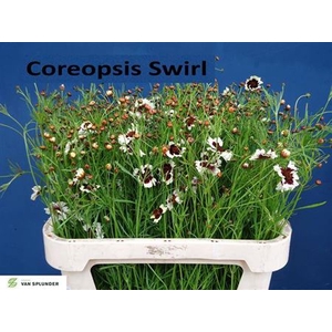 Coreopsis
