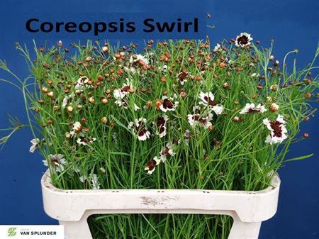<h4>Coreopsis</h4>