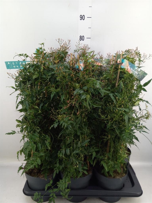 <h4>Jasminum polyanthum</h4>