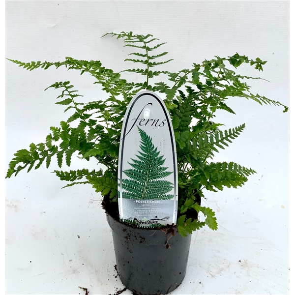 <h4>Polystichum setiferum ES11 0,7l</h4>