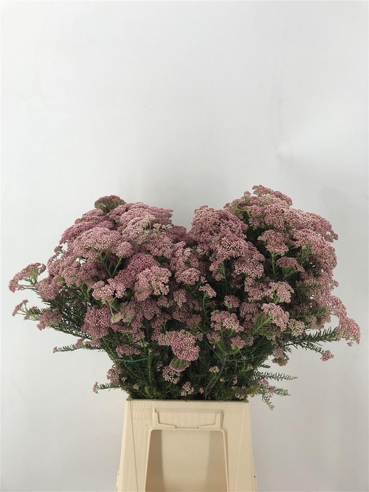 <h4>Ozothamnus Diosmif</h4>