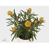 Xerochrysum bracteatum mix
