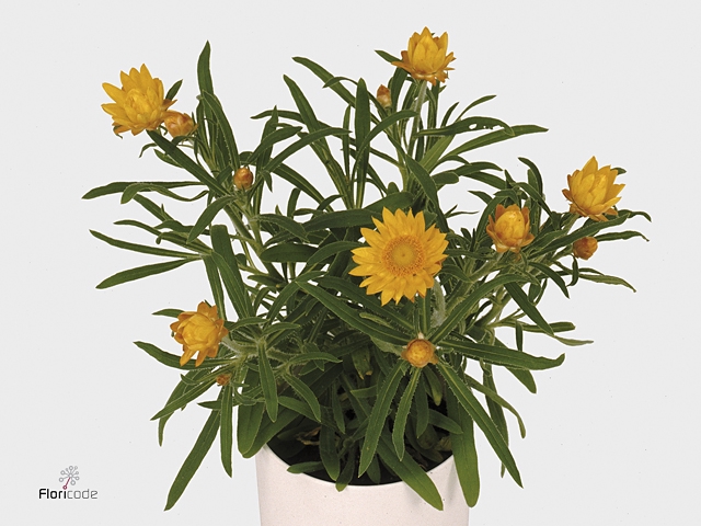 Xerochrysum bracteatum mix