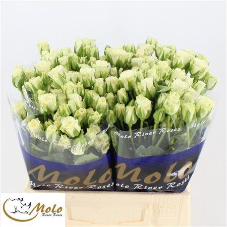 <h4>R Tr Snowflake</h4>