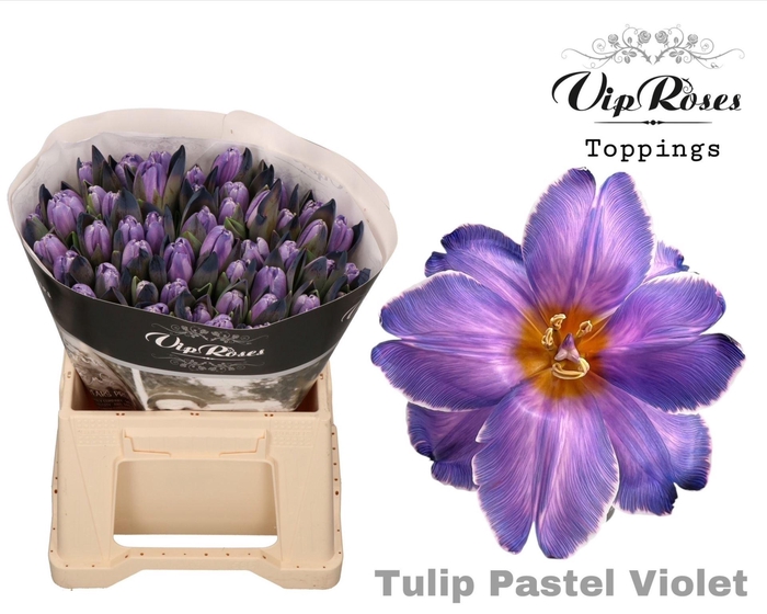 <h4>TULIPA EN DYED PASTEL VIOLET</h4>