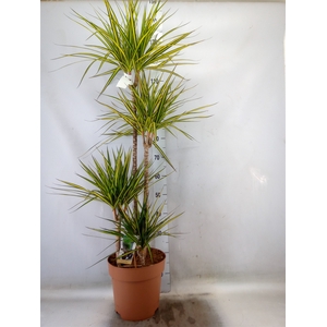 Dracaena marg. 'Sunray'