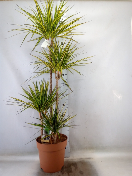 <h4>Dracaena marg. 'Sunray'</h4>