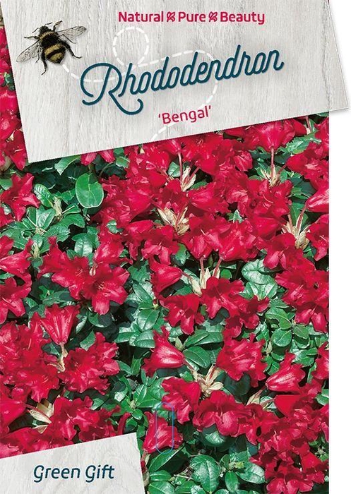 <h4>Rhodo. 'Bengal' red</h4>