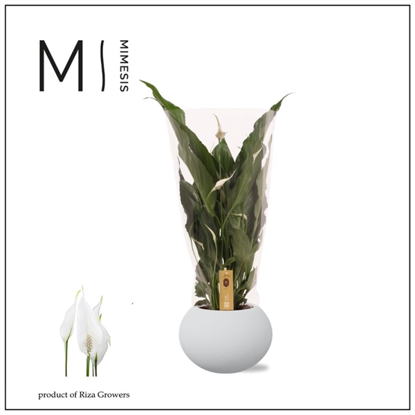 <h4>Mimesis Spathiphyllum Sweet Chico - 13 cm in Bolpot</h4>