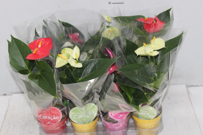 <h4>ANTHURIUM VARIADO P09</h4>