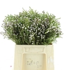 Kaaps Brunia Spray