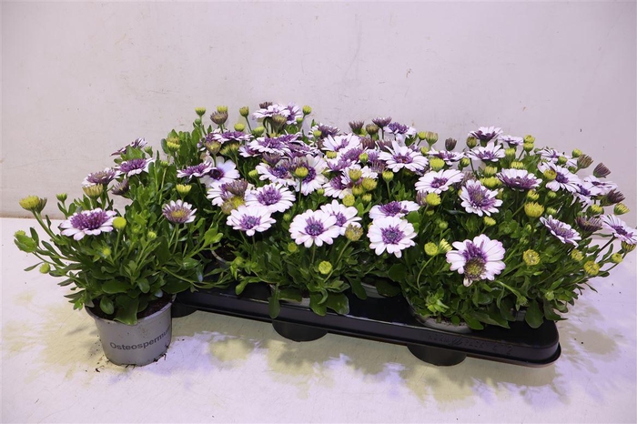 <h4>Osteo 3d Violet Ice</h4>