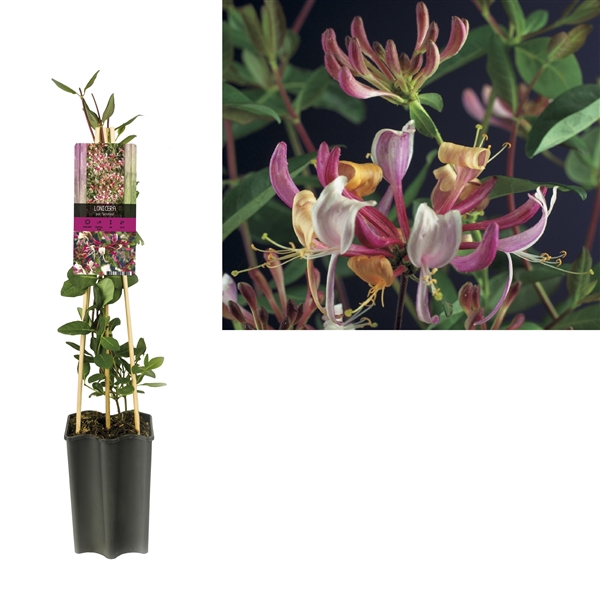 <h4>Lonicera caprifolium +light label</h4>