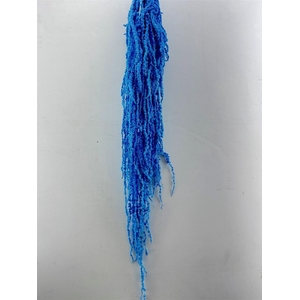 Pres Amaranthus Caud L Blue Bunch