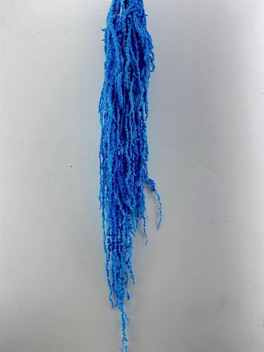 <h4>Pres Amaranthus Caud L Blue Bunch</h4>