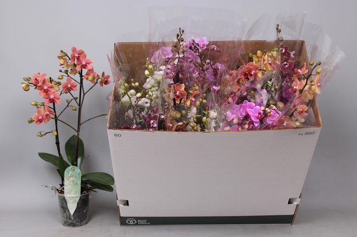 <h4>PHAL MF GEM 5 KL</h4>