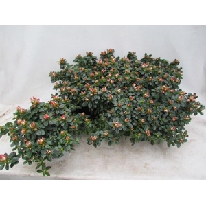 RHODO SI SACHSENSTER