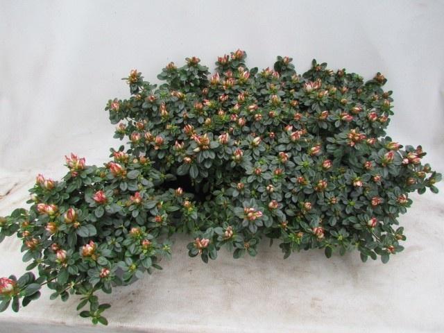 <h4>RHODO SI SACHSENSTER</h4>