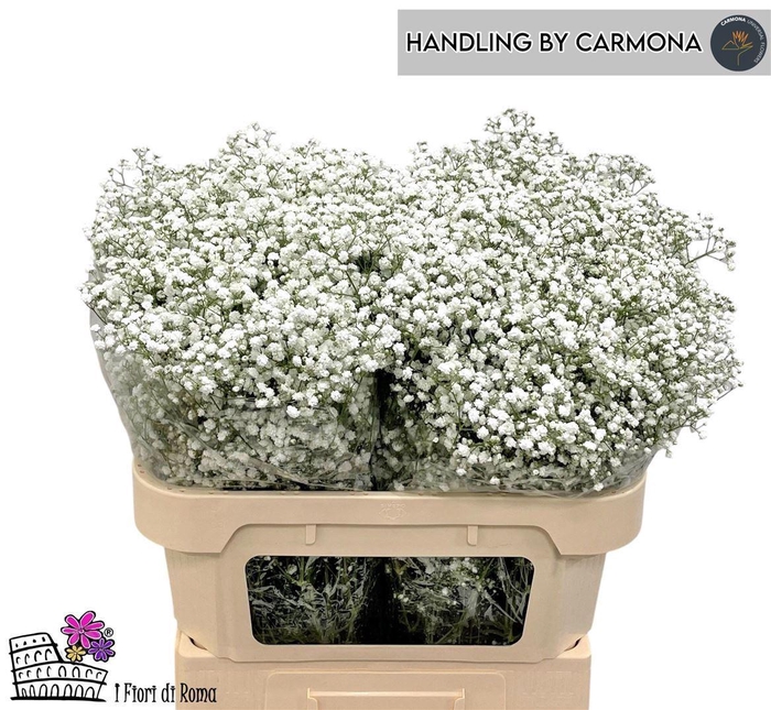 <h4>Gyps Pa Cosmic</h4>