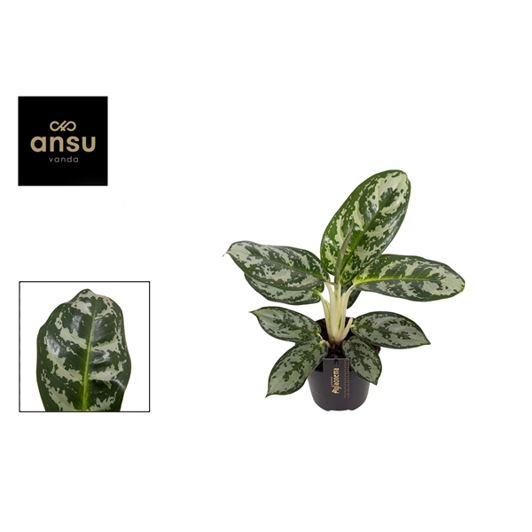 <h4>Aglaonema Amazon Silver</h4>