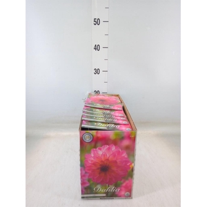 Dahlia   ...flowerbulbs