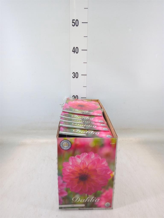 <h4>Dahlia   ...flowerbulbs</h4>