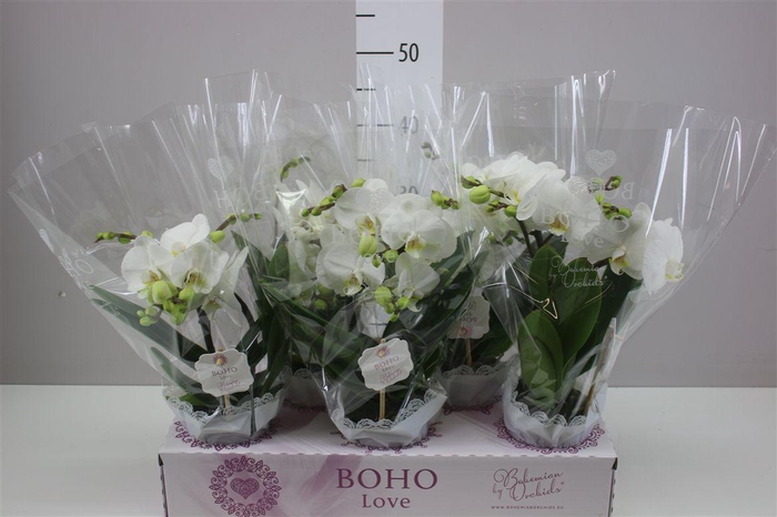 <h4>Phal Boho Love Wit 2 Tak Ex</h4>