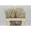 Amaranthus Yearming Desert