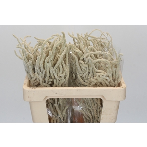 Amaranthus Yearming Desert
