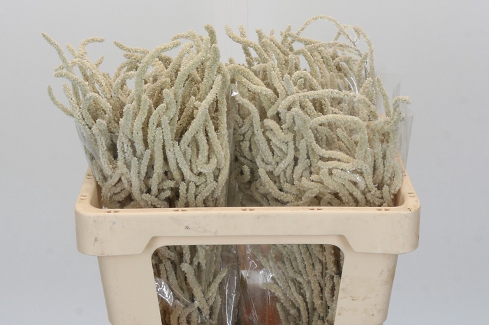 Amaranthus Yearming Desert
