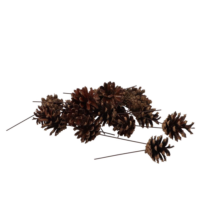 <h4>Pick Nature Silvester P/75</h4>