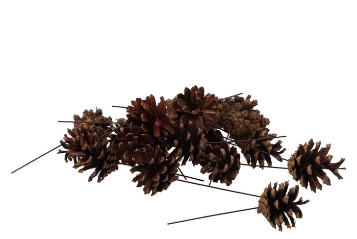 Pick Nature Silvester P/75