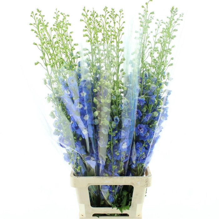 <h4>Delph El Aurora Blue</h4>