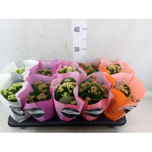 Kalanchoe blos.   ..rosebud rs fl 5