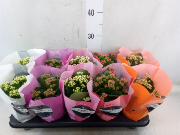 <h4>Kalanchoe blos.   ..rosebud rs fl 5</h4>