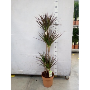 Dracaena marg. 'Magenta'